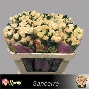 Rosa spray sancerre