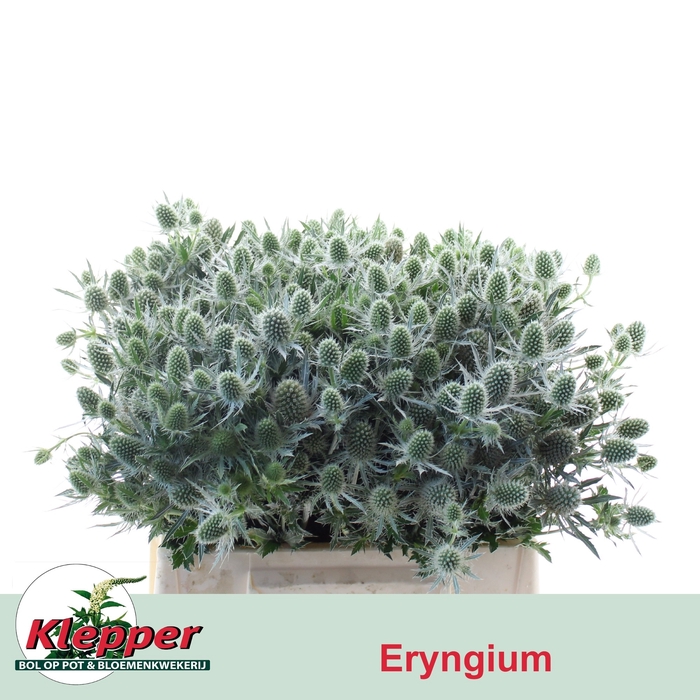 <h4>ERYN MAG WHIT LAGOON</h4>