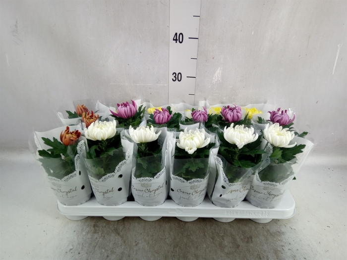 <h4>Chrysanthemum  'Cosmo'  ..mix</h4>