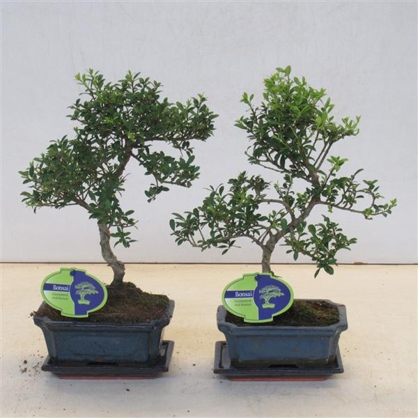 <h4>ilex crenata, 15 cm shape, with drip tray</h4>
