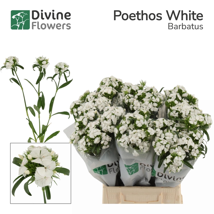<h4>DI BARB POETHOS WHITE</h4>