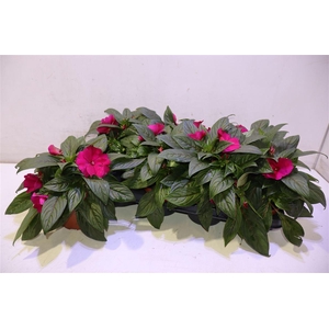 Impat Cp Purple Blue