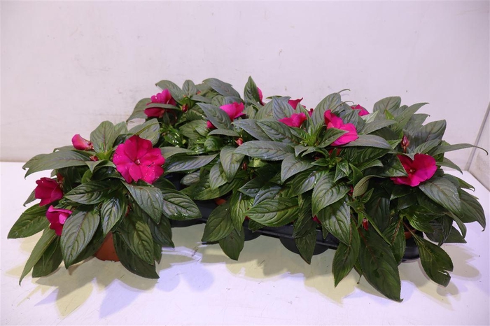 <h4>Impat Cp Purple Blue</h4>