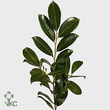 <h4>LAURIERBLAD 050CM</h4>