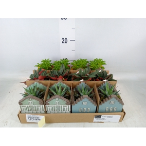 Planten  ..in schaal L%