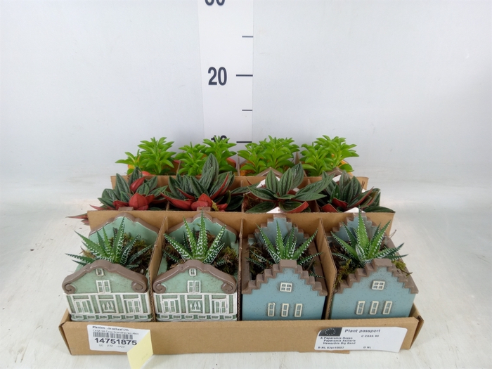 <h4>Planten  ..in schaal L%</h4>