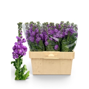 Matth Milla Lavender