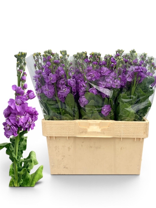 <h4>Matth Milla Lavender</h4>