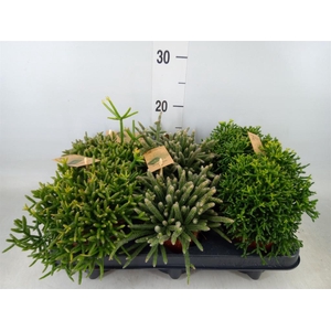Rhipsalis   ...mix