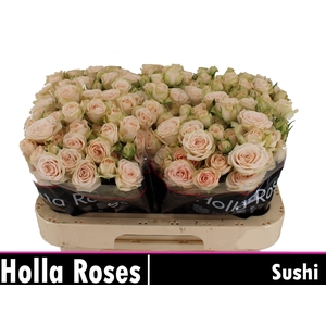 R Tr Sushi