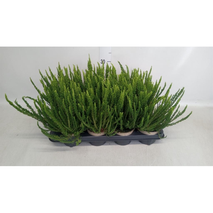 <h4>Calluna vulg. 'Garden G Zelia'</h4>