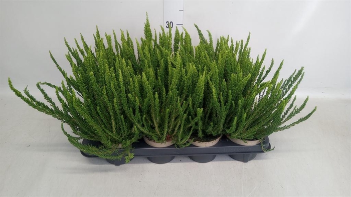 Calluna vulg. 'Garden G Zelia'