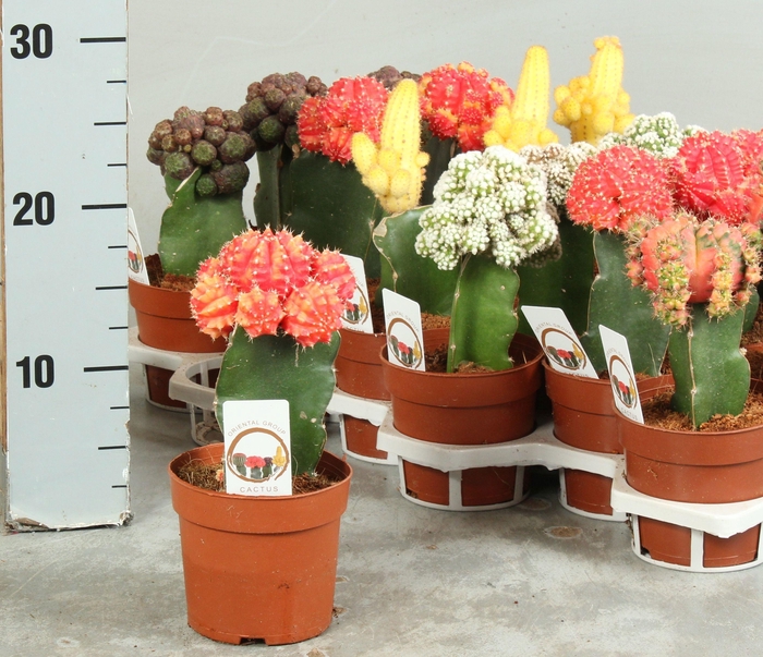 <h4>CACTUS GEM</h4>