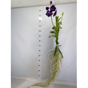 Vanda hybrids