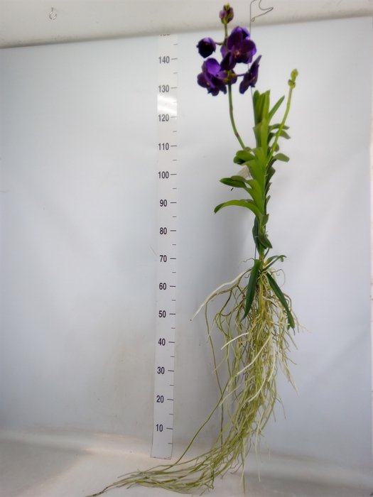 <h4>Vanda hybrids</h4>