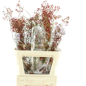 Rosa Corallo Orange Red