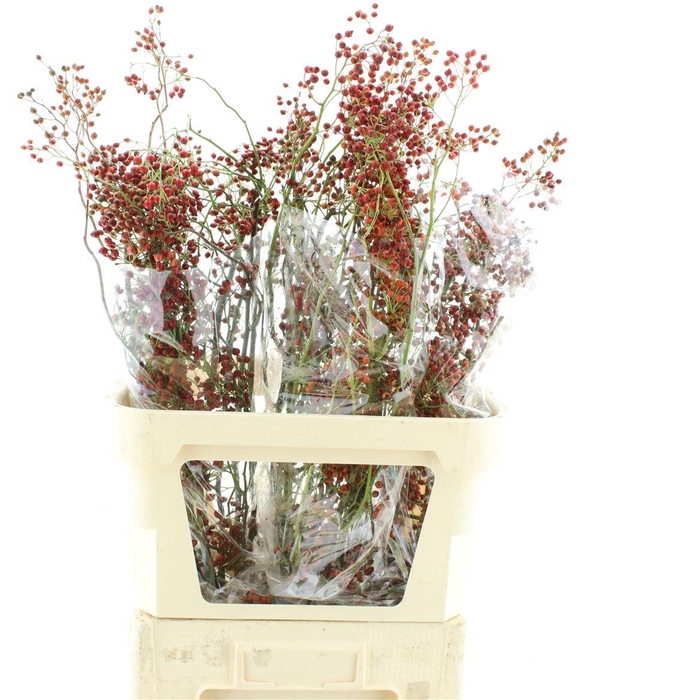 <h4>Rosa Corallo Orange Red</h4>