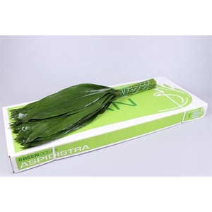 ASPIDISTRA  70 CM GT GO