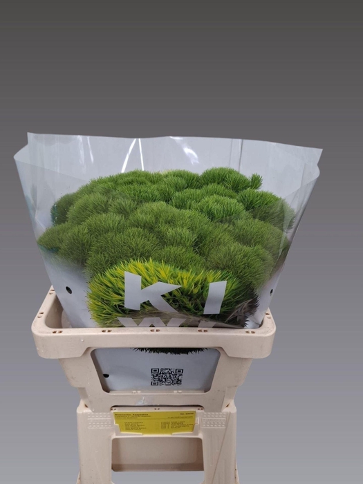 <h4>DIANTHUS BARB. 'KIWI MELLOW COOL'</h4>