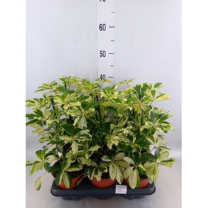 Schefflera arbor. 'Charlotte'