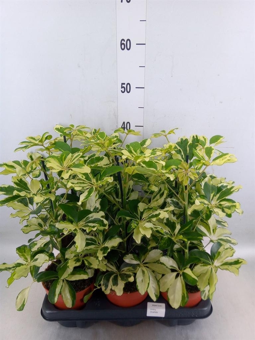 <h4>Schefflera arbor. 'Charlotte'</h4>