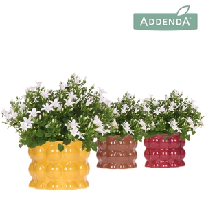 Campanula Addenda Ambella white in Cotton pot yellow mix