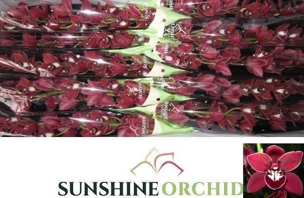 <h4>CYMB MI FLYING HIGH</h4>