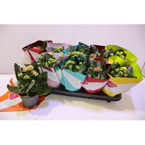 arr8 Kalanchoe Double Deluxe Mix