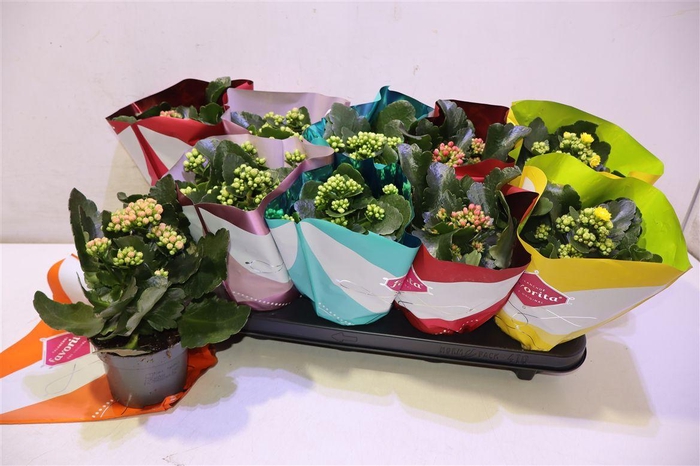 <h4>Kalanchoe Double Deluxe Mix</h4>