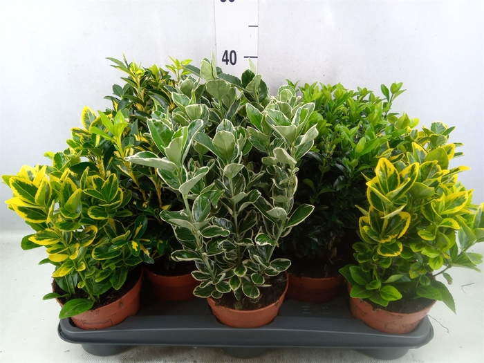 <h4>Euonymus japon.   ...mix</h4>