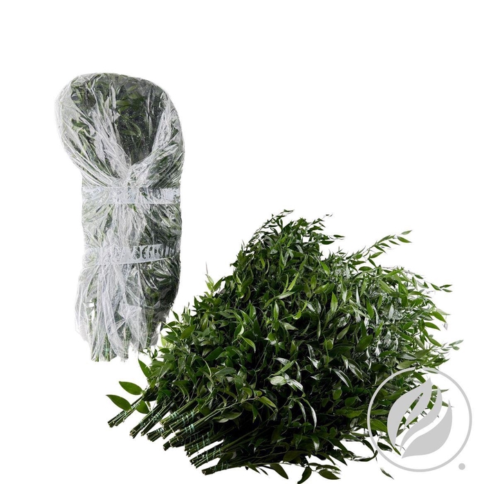 <h4>Ruscus Zak 120gr</h4>