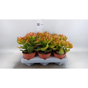 Crassula ovata 'Sunset'