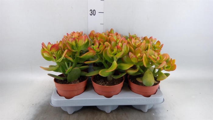 <h4>Crassula ovata 'Sunset'</h4>