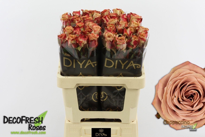 <h4>R Gr Cappuccino</h4>