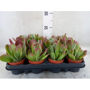 Kalanchoe NF   ...