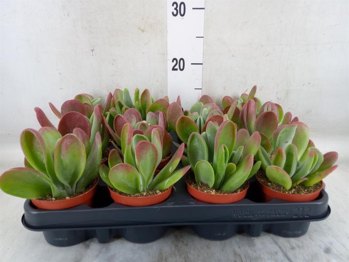 <h4>Kalanchoe NF   ...</h4>