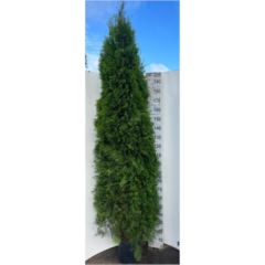 <h4>Thuja occid. 'Smaragd'</h4>