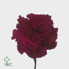 <h4>Di St Golem BD</h4>