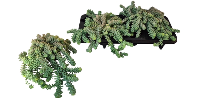 <h4>SEDUM BURRITO</h4>