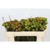 Kaaps Groen Baubles