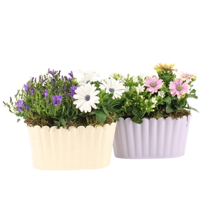 31556: Outdoor summer arrangement