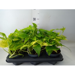 Epipremnum pinn. 'Hicolor'