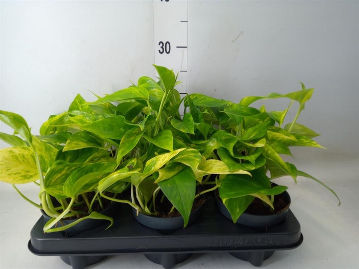 <h4>Epipremnum pinn. 'Hicolor'</h4>