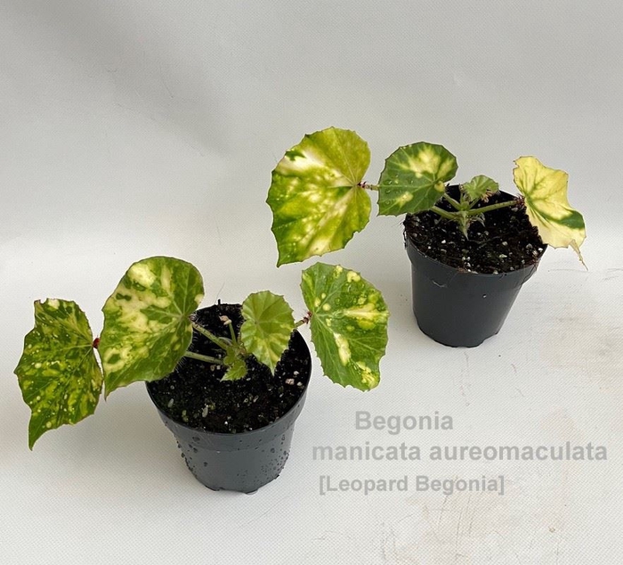 Begonia