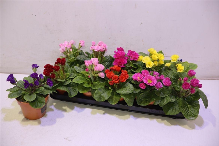 <h4>arr8 Prim Ac Gem</h4>