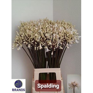 Agap Spalding