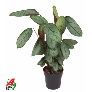 Calathea Silverstar