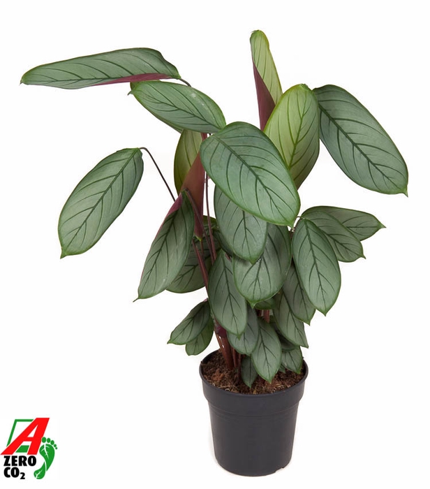 <h4>Calathea Silverstar</h4>