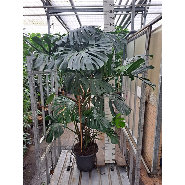 <h4>Monstera Deliciosa XXL</h4>