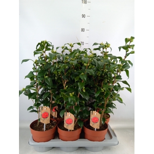 Camellia reticulata 'Mary Williams'